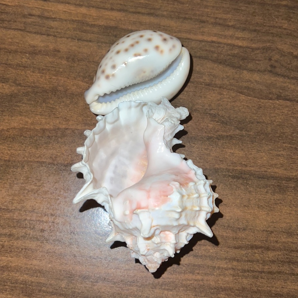 Two shells - Picture 2 of 2